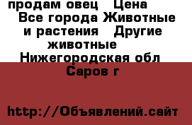  продам овец › Цена ­ 100 - Все города Животные и растения » Другие животные   . Нижегородская обл.,Саров г.